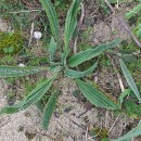 Plantago lanceolata L.Plantago lanceolata L.