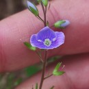 Veronica chamaedrys L.Veronica chamaedrys L.