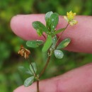 Trifolium dubium Sibth.Trifolium dubium Sibth.