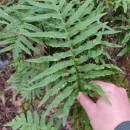 Polypodium cambricum  L.Polypodium cambricum  L.