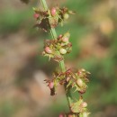 Rumex obtusifolius L.Rumex obtusifolius L.