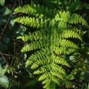 Dryopteris dilatata (Hoffm.) A. GrayDryopteris dilatata (Hoffm.) A. Gray