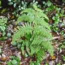 Pteridium aquilinum (L.) KuhnPteridium aquilinum (L.) Kuhn