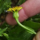 Hedypnois rhagadioloides (L.) F.W.SchmidtHedypnois rhagadioloides (L.) F.W.Schmidt