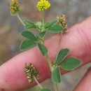 Medicago lupulina L.Medicago lupulina L.