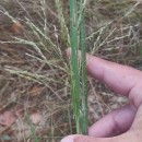 Panicum dichotomiflorum Michx.Panicum dichotomiflorum Michx.