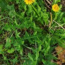 Taraxacum ekmanii Dahlst.Taraxacum ekmanii Dahlst.