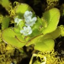 Valerianella locusta  (L.) LaterradeValerianella locusta  (L.) Laterrade