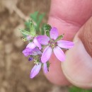 Erodium cicutarium (L.) L'Hér. ex Ait.Erodium cicutarium (L.) L'Hér. ex Ait.