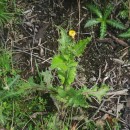 Sonchus asper (L.) HillSonchus asper (L.) Hill