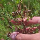 Genista berberidea LangeGenista berberidea Lange