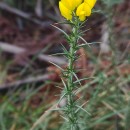 Ulex gallii Panch. subsp. breoganii (Castrov. & Valdés Berm.) Rivas Mart., T.E. Díaz, Fern. Prieto, Loidi & PenasUlex gallii Panch. subsp. breoganii (Castrov. & Valdés Berm.) Rivas Mart., T.E. Díaz, Fern. Prieto, Loidi & Penas