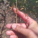 Schoenoplectus lacustris (L.) PallaSchoenoplectus lacustris (L.) Palla