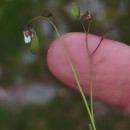 Draba verna L.Draba verna L.