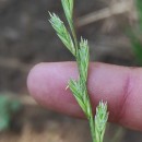 Lolium perenne L.Lolium perenne L.