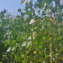 Populus nigra L.Populus nigra L.