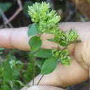 Origanum vulgare L. subsp. virens (Hoffmanns. & Link) Ietsw.Origanum vulgare L. subsp. virens (Hoffmanns. & Link) Ietsw.