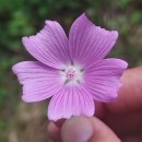 Malva tournefortiana L.Malva tournefortiana L.