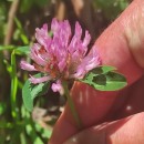 Trifolium pratense L.Trifolium pratense L.