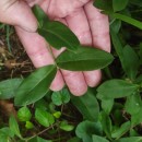 Silene sp. L.Silene sp. L.