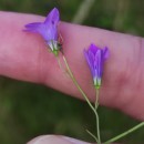 Campanula lusitanica  L.Campanula lusitanica  L.