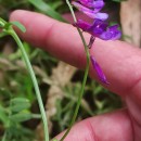 Vicia villosa Roth subsp. varia (Host) Corb.Vicia villosa Roth subsp. varia (Host) Corb.