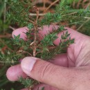 Genista berberidea LangeGenista berberidea Lange