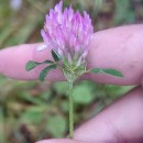 Trifolium pratense L.Trifolium pratense L.