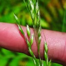 Arrhenatherum elatius (L.) Beauv. ex J. & C. PreslArrhenatherum elatius (L.) Beauv. ex J. & C. Presl