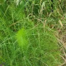 Foeniculum vulgare Mill.Foeniculum vulgare Mill.