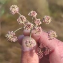 Peucedanum lancifolium LangePeucedanum lancifolium Lange