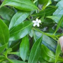 Myoporum laetum G. Forst.Myoporum laetum G. Forst.
