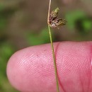 Isolepis setacea (L.) R.Br.Isolepis setacea (L.) R.Br.