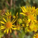 Jacobaea vulgaris Gaertn.Jacobaea vulgaris Gaertn.