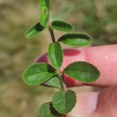 Veronica officinalis L.Veronica officinalis L.