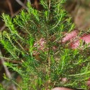 Erica arborea L.Erica arborea L.
