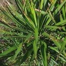 Yucca gloriosa L.Yucca gloriosa L.