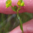 Euphorbia uliginosa Welw. ex Boiss.Euphorbia uliginosa Welw. ex Boiss.