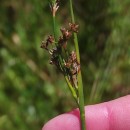 Juncus acutiflorus Ehrh. ex Hoffm.Juncus acutiflorus Ehrh. ex Hoffm.