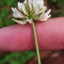 Trifolium repens L.Trifolium repens L.