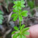 Galium mollugo L.Galium mollugo L.