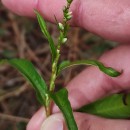 Persicaria hydropiper (L.) SpachPersicaria hydropiper (L.) Spach