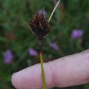 Schoenus nigricans L.Schoenus nigricans L.