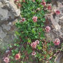 Trifolium occidentale CoombeTrifolium occidentale Coombe