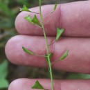 Capsella bursa-pastoris (L.) Medik.Capsella bursa-pastoris (L.) Medik.