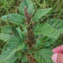 Amaranthus blitum L.Amaranthus blitum L.