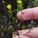 Odontarrhena serpyllifolia (Desf.) Jord. & Fourr.Odontarrhena serpyllifolia (Desf.) Jord. & Fourr.