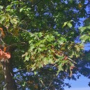 Quercus rubra L.Quercus rubra L.