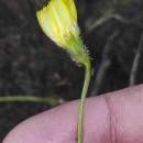 Leontodon saxatilis Lam.Leontodon saxatilis Lam.