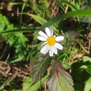 Anthemis arvensis L. subsp. arvensisAnthemis arvensis L. subsp. arvensis